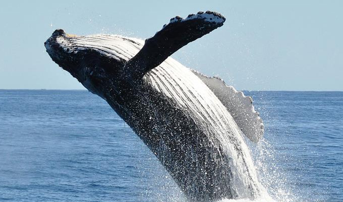 Humpback Whale Breaching